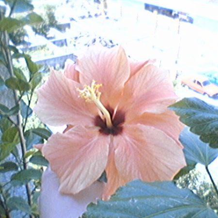 Hibiscus